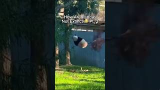 Funny Panda Moments Pt. 2