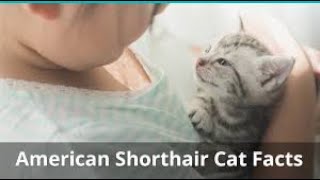 Top 10 Purr fect Facts about American Shorthair Cats
