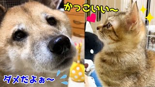 猫のイタズラに柴犬は心配するも子猫は憧れのまなざし♥ Kitten's longing sister cat