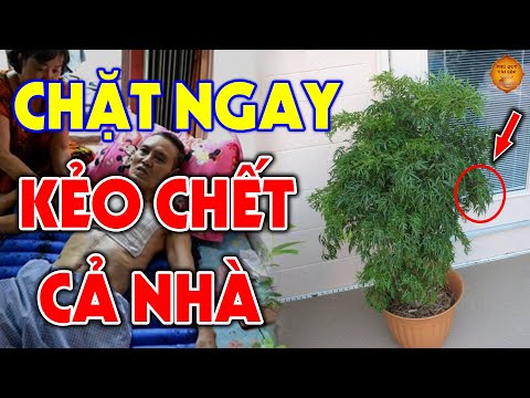 Video: Bạn Có Thể Trồng Cây Đinh Hương - Thông Tin Về Điều Kiện Trồng Cây Đinh Hương