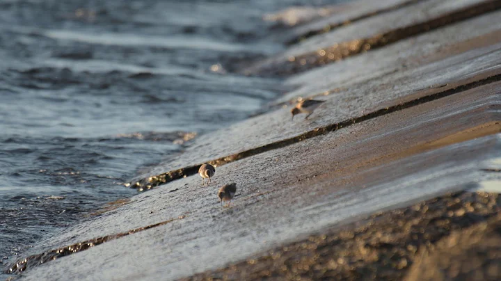 Spotted Sandpiper 2020 07 11 4903