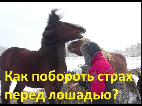 Вопрос: Как быстро успокоить свою лошадь?
