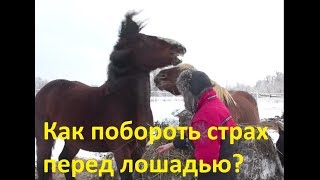 Как побороть страх перед лошадью? Один из способов.