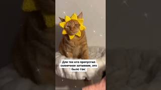 Немного юмора - смешные котики#юмор #приколы #кот #смешновидео #кошки #котики
