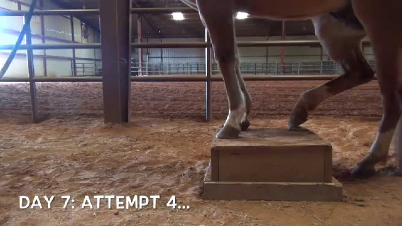 A horse learning to balance on a box YouTube