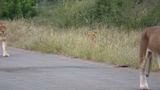 Kruger National Park, South Africa