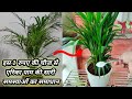       no brown spot no yellow leaf  areca palm treatment  areca palm care