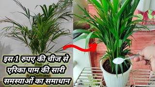 एरिका पाम हमेशा हरा भरा रहेगा no brown spot no yellow leaf | Areca palm treatment | Areca palm care