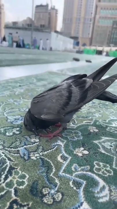Qalbi Fil Madinah