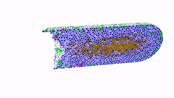 3-D PhysiCell simulation of ductal carcinoma in situ - stochastic necrosis model