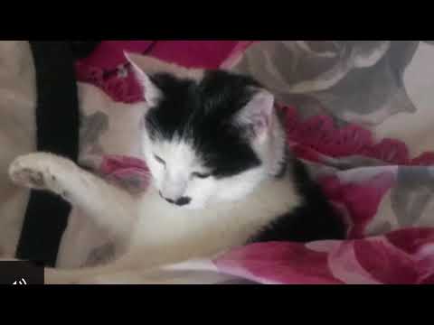 Qiso Cajiib Eh Qoys Somali Ah Oo Bisad Tacsi U Dhigtay Daawo Adaa Yabi Doontid