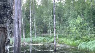Dammen 20220706