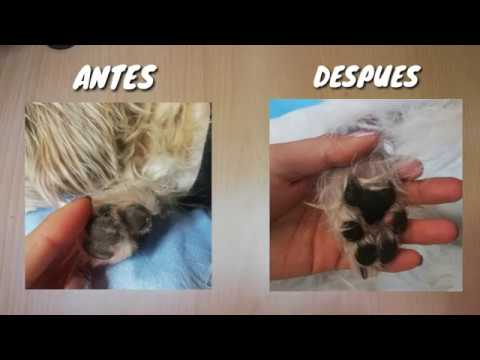 Video: Cuidado De La Pata Del Perro