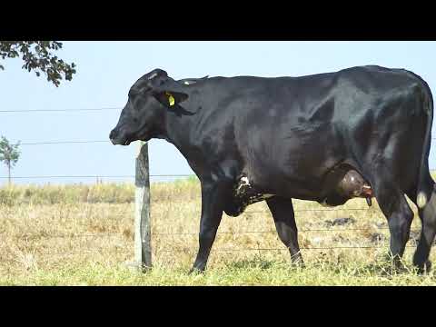LOTE 05 6586CB