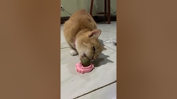 MY CAT TRIES CATNIP BALL FOR THE FIRST TIME