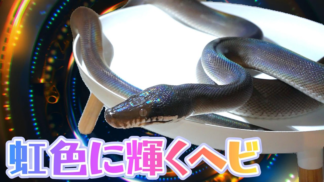 虹色に輝くヘビ【キミカブラック】 - YouTube