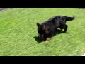 German Shepherd Puppies For Sale