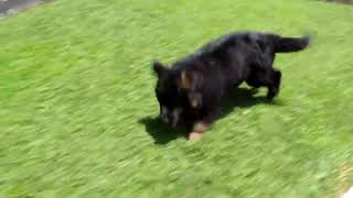 German Shepherd Puppies For Sale