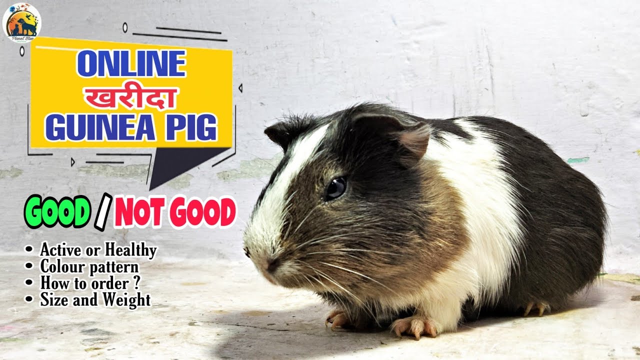 Buying Guinea Pig Online God or Not Good Jaisa Guinea Pig mangaya tha