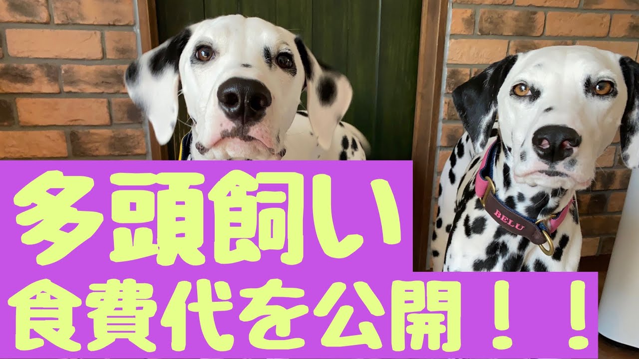 食費代 ダルメシアン多頭飼いの1ヶ月にかかる食費代を公開します ダルメシアン 子犬 犬の食費 Youtube