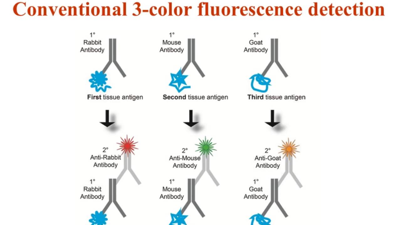 buy heterogeneous photocatalysis using inorganic semiconductor solids