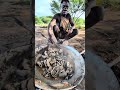 #africa #food #wildlife #animals #eating #funny #nature #colonelkkjϟ #documentary #duet