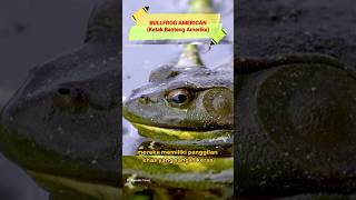Bullfrog amrican | Katak Terbesar Di Amerika Utara | Fakta Unik #shorts