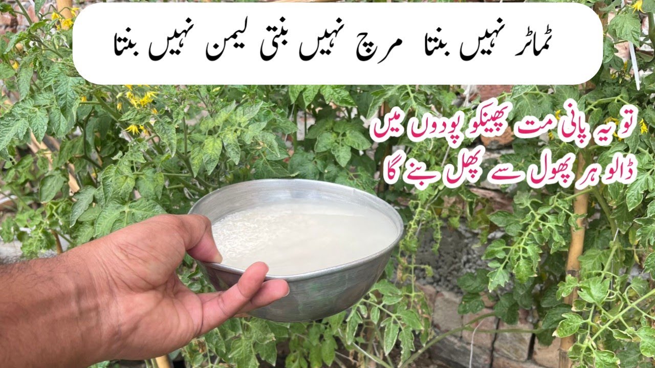 Best organic homemade liquid fertilizer for plants || پودوں کے پھول جھڑنے سے کیسے بچائیں ۔