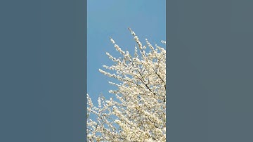 سورة الإخلاص و سورة الفلق القارئ إسلام صبحي