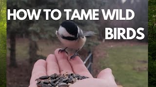 How to tame wild birds.