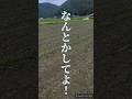 鹿の食害により、約1ha丹波黒大豆全滅しました。農水省見てるか！これが中山間地域の現実。獣害柵の老朽化、地域の高齢化により点検整備もままならんのです。担い手はやる気をなくします。