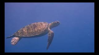 Palau Island.The Beauty of our Nature