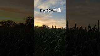 બાજરી Day 60 #farming #viral