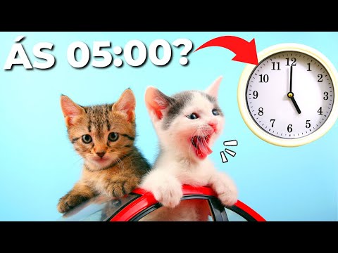 Vídeo: Seus Gatos Estão Mantendo Você Acordado à Noite?