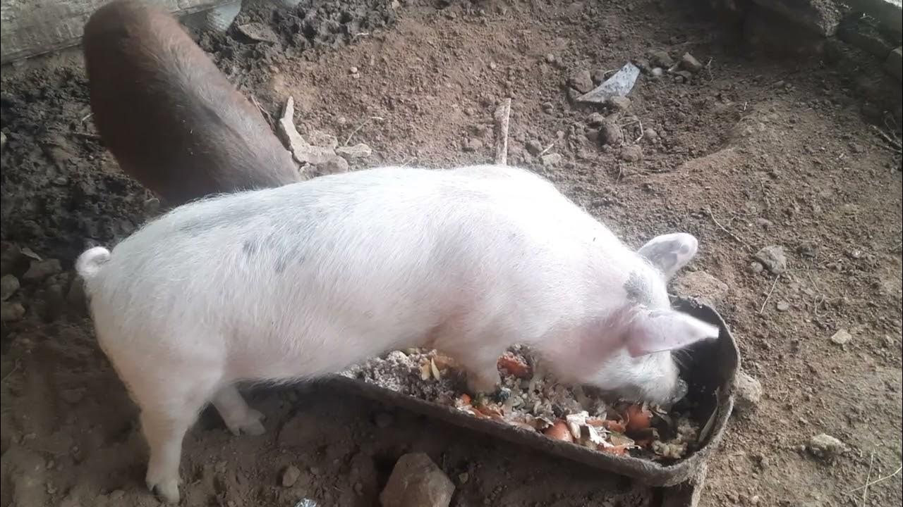 what-do-piglets-eat-piglets-eat-waste-youtube