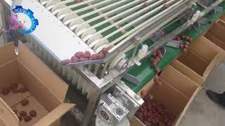 6-Level Medium Hawthorn Grading Sorting Machine/Small Fruits Cherry Tomato Walnut Potato Sorter