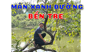 Cây Mận xanh đường Bến Tre đang trái | 0386569374 - Ngọc Ngân Bến Tre | Chuyên cây độc lạ