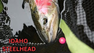 Idaho Steelhead | Journey Of A Summer Run Steelhead | by Fishing The Odds 7,496 views 5 months ago 44 minutes