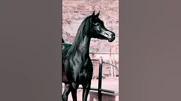 إن الصلاة على النبي وآله يشدو بها من شاء أن يتعطرا جمال الخيل العربية 