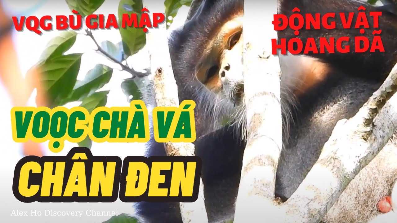 Con vọc chà vá chân đen ở trung tâm cứu hộ động vật hoang dã Bù Gia Mập ...