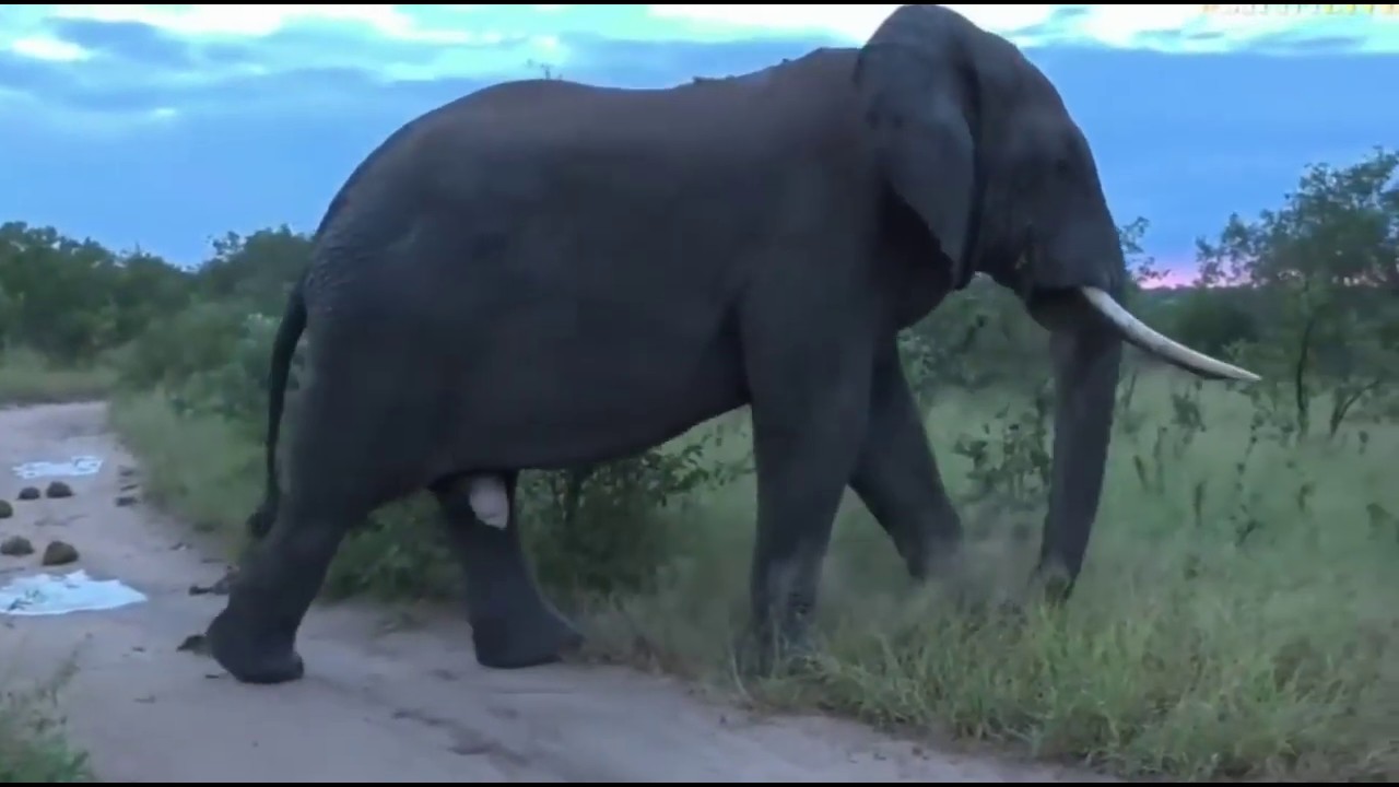 The Largest Elephant on Earth Caught on Camera Elephant World YouTube