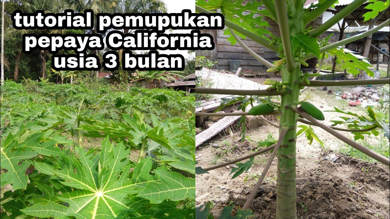 tutorial pemupukan pepaya California usia 3 bulan