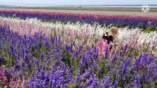 DJI Mini 2 | flower field - Lompoc, California