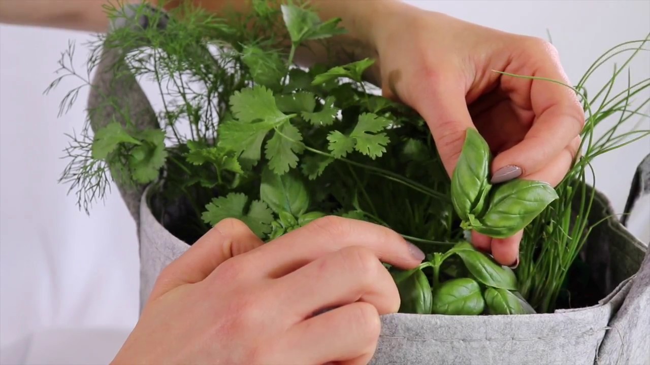 How to Harvest Sweet Basil YouTube