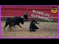 RESBALÓN O QUERIENDO? Tienta privada (14-1-24)