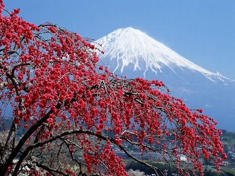 ПРАЗДНИК #САКУРЫ В ЯПОНИИ. Цветущая сакура.