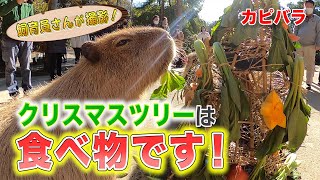 カピバラとクリスマスを祝ってみた！