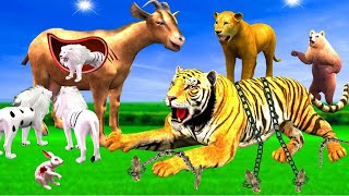 सफ़ेद शेर की माँ बकरी और विशाल बाघ का आतंक | Lion's Mother Goat | Vishaal Bagh | Animals stories.