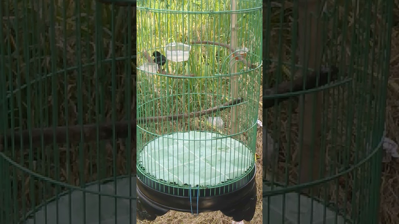 Burung konin adie 