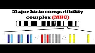 Major histocompatibility complex (MHC)